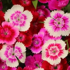 Dianthus Sweet William 'Gem' 6 Dianthus Sweet William 'Gem' -Gardenista Store 401164 2