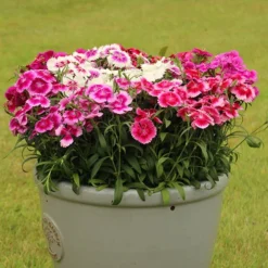 Dianthus Sweet William 'Gem' 7 Dianthus Sweet William 'Gem' -Gardenista Store 401164 3