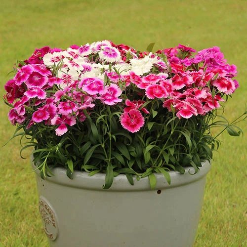 Dianthus Sweet William 'Gem' 4 Dianthus Sweet William 'Gem' - Image 4