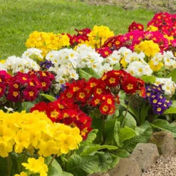 Polyanthus High Seas -Gardenista Store 401166 2