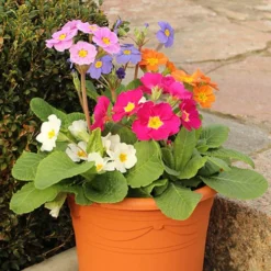 Polyanthus High Seas -Gardenista Store 401166 3