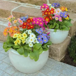 Polyanthus High Seas -Gardenista Store 401166 4