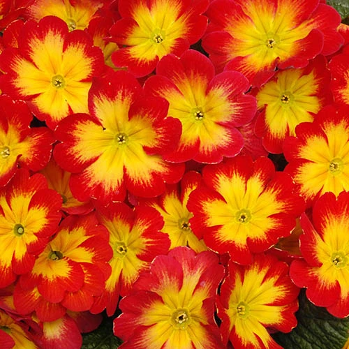 Primrose Bonneli Flame Mix 1 Primrose Bonneli Flame Mix