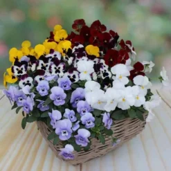 Pansy Cascadia XL Trailing 10 Pansy Cascadia XL Trailing -Gardenista Store 401172 3