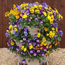 Pansy Cascadia XL Trailing 11 Pansy Cascadia XL Trailing -Gardenista Store 401172 4