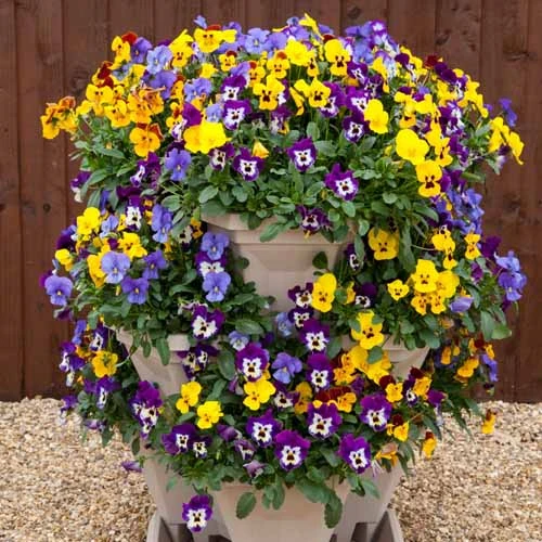 Pansy Cascadia XL Trailing 5 Pansy Cascadia XL Trailing - Image 5