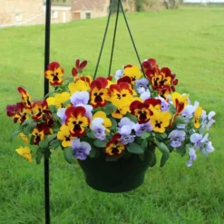 Pansy Cascadia XL Trailing 12 Pansy Cascadia XL Trailing -Gardenista Store 401172 5