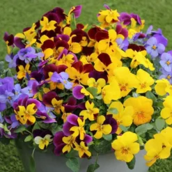Pansy Cascadia XL Trailing 13 Pansy Cascadia XL Trailing -Gardenista Store 401172 6