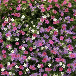 Bacopa Bluetopia & Snowtopia Mix