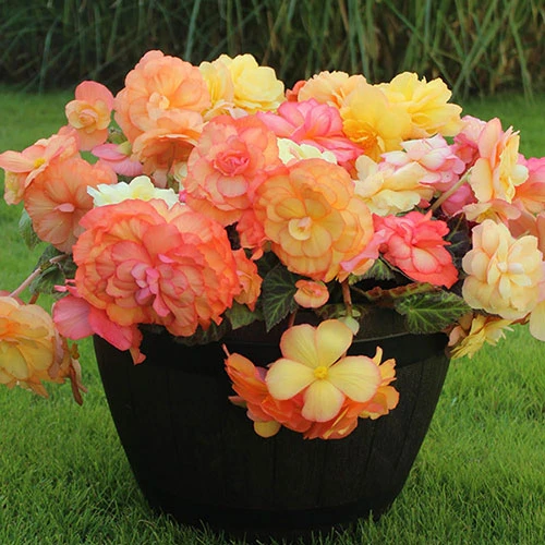 Begonia Amber Delight 1 Begonia Amber Delight