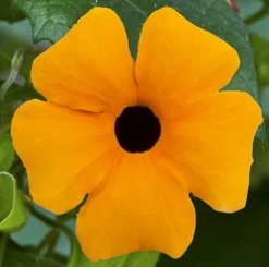 Thunbergia Sunny Mixed 9 Thunbergia Sunny Mixed -Gardenista Store 401394 2