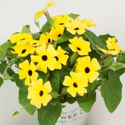 Thunbergia Sunny Mixed 13 Thunbergia Sunny Mixed -Gardenista Store 401394 6