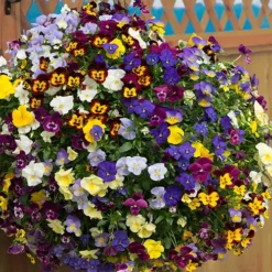 Trailing Hardy Pansy 'Fragrant Waterfall ' -Gardenista Store 401455 3