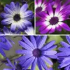 Senetti Collection