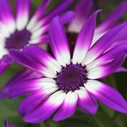 Senetti Collection -Gardenista Store 401488 1