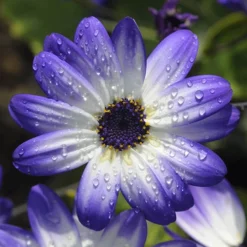 Senetti Collection -Gardenista Store 401488 2