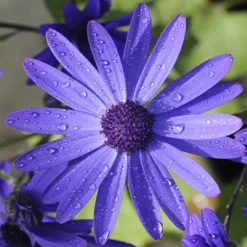 Senetti Collection -Gardenista Store 401488 3