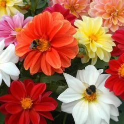 Dahlia 'Figaro Mix' -Gardenista Store 410058 1