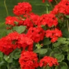 Geranium 'Ultimate Red'