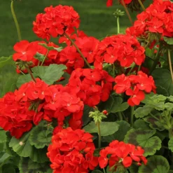 Geranium 'Ultimate Red'