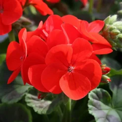 Geranium 'Ultimate Red' -Gardenista Store 410064 2