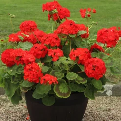 Geranium 'Ultimate Red' -Gardenista Store 410064 3
