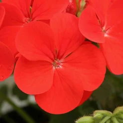 Geranium 'Ultimate Red' -Gardenista Store 410064 4
