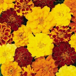 Marigold Durango Mix -Gardenista Store 410072 2