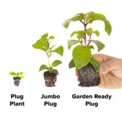 Marigold Durango Mix -Gardenista Store 410072 3