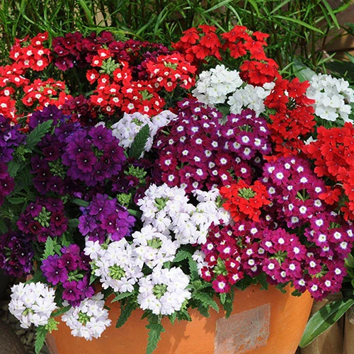 Verbena 'Quartz' Mix 2 Verbena 'Quartz' Mix - Image 2