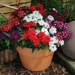 Verbena 'Quartz' Mix 8 Verbena 'Quartz' Mix -Gardenista Store 410076 3