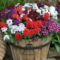 Verbena 'Quartz' Mix 9 Verbena 'Quartz' Mix -Gardenista Store 410076 4