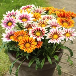 Warm Summer Glow Collection -Gardenista Store 410099 1