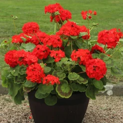 Warm Summer Glow Collection -Gardenista Store 410099 2