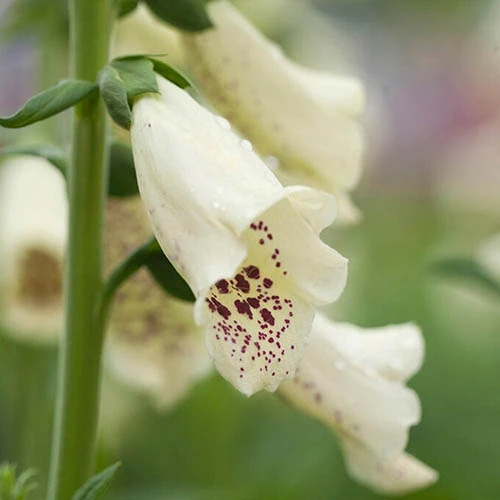 Foxglove Dalmatian Mix 3 Foxglove Dalmatian Mix - Image 3