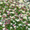 Erigeron Sea Of Blossom