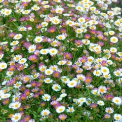 Erigeron Sea Of Blossom