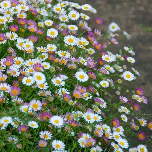 Erigeron Sea Of Blossom 2 Erigeron Sea Of Blossom - Image 2