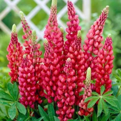 Lupin Gallery Mix -Gardenista Store 410123 2
