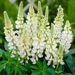 Lupin Gallery Mix -Gardenista Store 410123 3