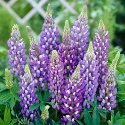 Lupin Gallery Mix -Gardenista Store 410123 4