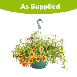 'Fruit Salad' Pre-Planted Basket 7 'Fruit Salad' Pre-Planted Basket -Gardenista Store 450013 3