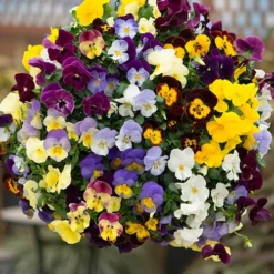 Preplanted 'Pansy Cool Wave' Hanging Basket 5 Preplanted 'Pansy Cool Wave' Hanging Basket -Gardenista Store 450022 2