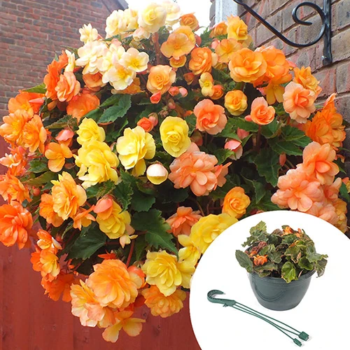 'Apricot Shades' Preplanted Basket 1 'Apricot Shades' Preplanted Basket