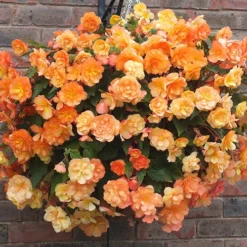 'Apricot Shades' Preplanted Basket 10 'Apricot Shades' Preplanted Basket -Gardenista Store 450042 4