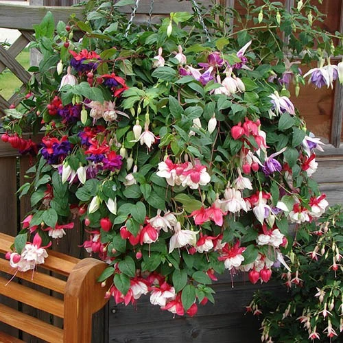 Pre-planted Basket Jumbo Fuchsia Mixed 1 Pre-planted Basket Jumbo Fuchsia Mixed