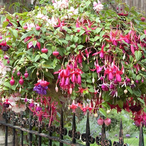 Pre-planted Basket Jumbo Fuchsia Mixed 2 Pre-planted Basket Jumbo Fuchsia Mixed - Image 2