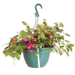 Pre-planted Basket Jumbo Fuchsia Mixed 5 Pre-planted Basket Jumbo Fuchsia Mixed -Gardenista Store 450058 2
