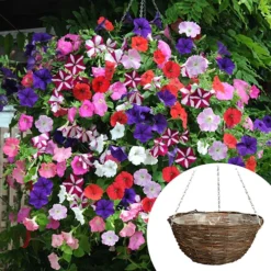 Premium Pre-planted Petunia Union Jack Rattan Basket