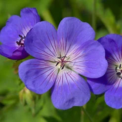 Hardy Geranium 'Rozanne' - RHS Plant Of The Centenary